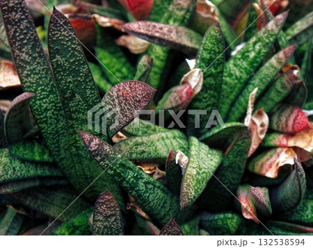 Gasteria batesiana (春鶯囀) Gasteria batesiana (春鶯囀) 132538594