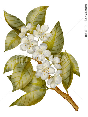 Watercolor illustration of a flowering pear branch with white blossoms and green leaves. Perfect for wedding, stationery, labels, textile, packaging, and nature-themed design 132538666
