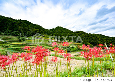つづら棚田の彼岸花 132538703
