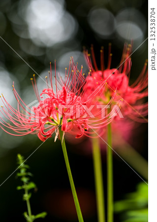 彼岸花が咲いている風景 132538704