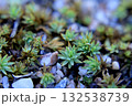 Forest moss on the ground close-up, macro, background 132538739