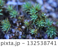 Forest green moss, lichen close-up, macro, background 132538741