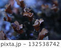 Miniature lichen mushrooms close-up, macro, background 132538742