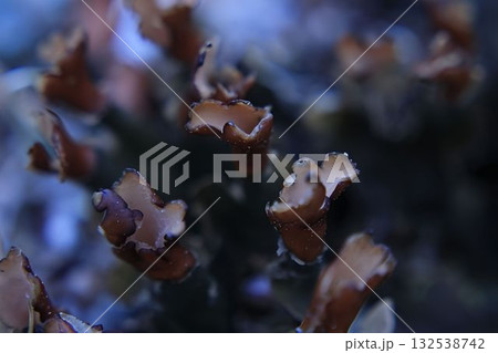 Miniature lichen mushrooms close-up, macro, background 132538742