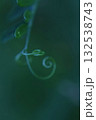 A thin, graceful blade of grass, elegantly curling inward, macro 132538743