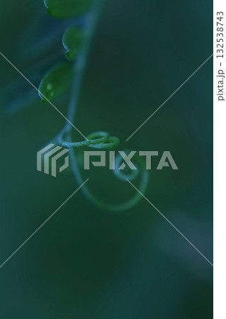 A thin, graceful blade of grass, elegantly curling inward, macro A thin, graceful blade of grass, elegantly curling inward, macro 132538743
