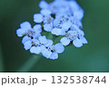 A close-up of a cluster of delicate white Achillea ptarmica flowers 132538744