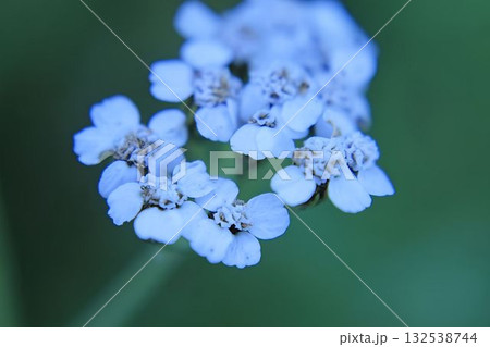 A close-up of a cluster of delicate white Achillea ptarmica flowers 132538744