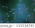 A close-up of a delicate plant stem, background 132538745