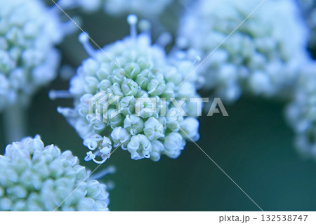Close-up of delicate white Allium pskemense flower buds, macro Close-up of delicate white Allium pskemense flower buds, macro 132538747