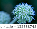 Large white bud of Pskem onion (Allium pskemense), macro 132538748