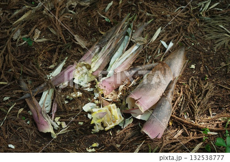 野生動物によるタケノコの食痕 132538777