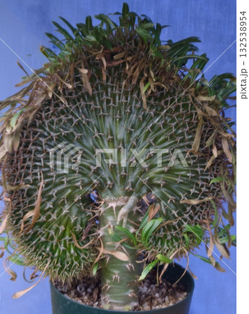 Pachypodium lamerei 132538954