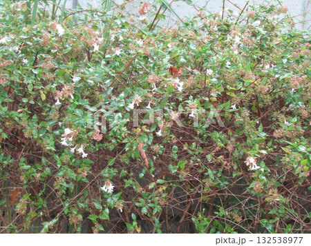 こじま花の会花畑の白い可愛い花はアベリアの花 132538977