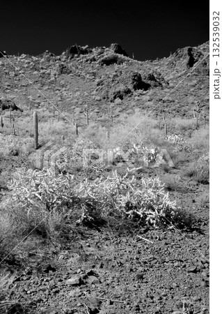 Monochrome Sonoran Desert Arizona Picacho Peak State Park Monochrome Sonoran Desert Arizona Picacho Peak State Park 132539032