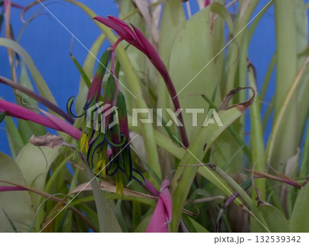 Billbergia nutans Billbergia nutans 132539342