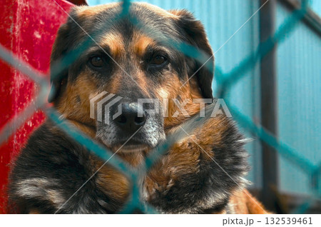 Dog at the shelter. Stray homeless dog in animal shelter cage. Dog at the shelter. Stray homeless dog in animal shelter cage. 132539461