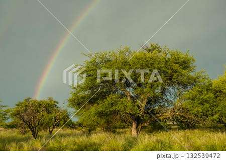 Pampas countryside landscape,  132539472