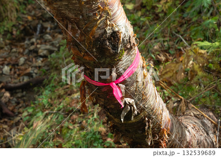 山の道しるべ01 132539689