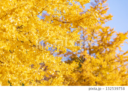「埼玉県」秋ヶ瀬公園の銀杏の風景 132539758