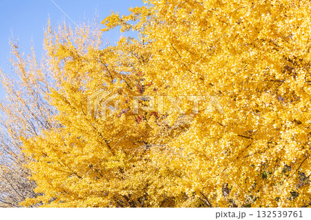 「埼玉県」秋ヶ瀬公園の銀杏の風景 132539761