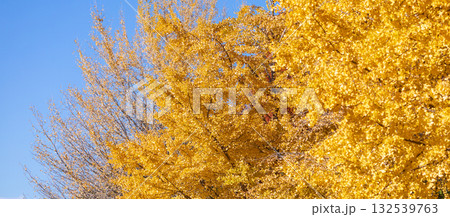 「埼玉県」秋ヶ瀬公園の銀杏の風景 「埼玉県」秋ヶ瀬公園の銀杏の風景 132539763