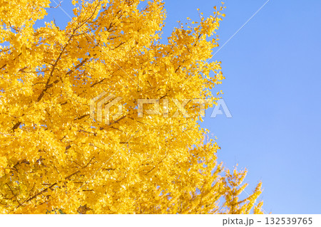 「埼玉県」秋ヶ瀬公園の銀杏の風景 132539765
