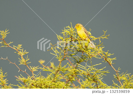 Saffron Finch ,Sicalis flaveola, La Pampa, Argentina. Saffron Finch ,Sicalis flaveola, La Pampa, Argentina. 132539859