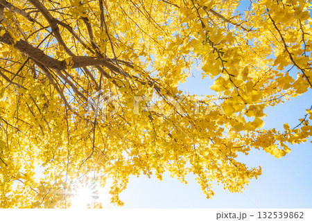 「埼玉県」秋ヶ瀬公園の銀杏の風景 132539862