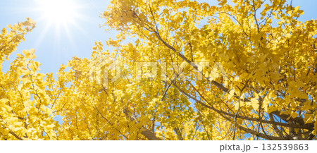 「埼玉県」秋ヶ瀬公園の銀杏の風景 132539863