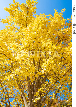 「埼玉県」秋ヶ瀬公園の銀杏の風景 132539866