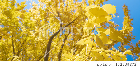 「埼玉県」秋ヶ瀬公園の銀杏の風景 132539872