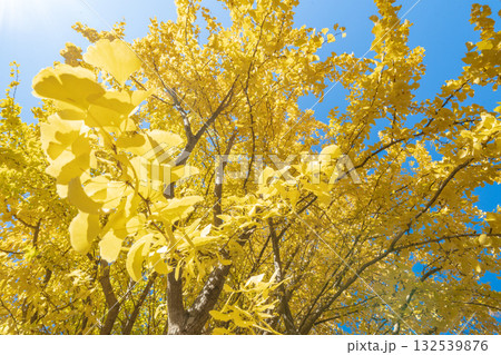 「埼玉県」秋ヶ瀬公園の銀杏の風景 132539876