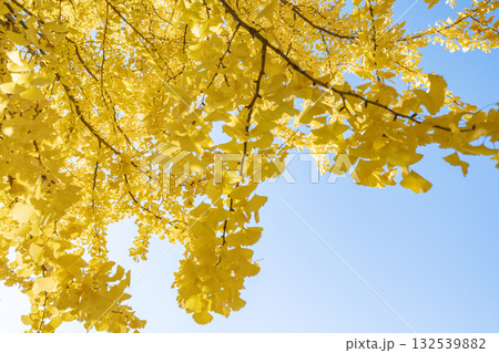 「埼玉県」秋ヶ瀬公園の銀杏の風景 132539882