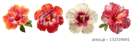 Set of beautiful Hibiscus, red, white and orange colors, isolated on transparent background. 132539891