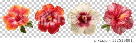 Set of beautiful Hibiscus, red, white and orange colors, isolated on transparent background. 132539891
