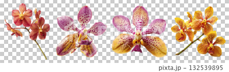 Set of beautiful Orchid, Mokara, purple, yellow and red color tones isolated on transparent background. 132539895