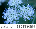 Two delicate white buds of Allium pskemense, macro 132539899