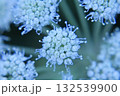 Inflorescence of delicate white buds of Allium pskemense, macro 132539900