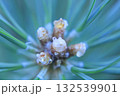 Pine branch with buds and dew drops after rain, macro 132539901