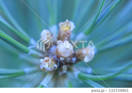Pine branch with buds and dew drops after rain, macro Pine branch with buds and dew drops after rain, macro 132539901
