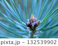 Pine branch with buds and dew drops, macro 132539902