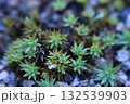 Green forest moss close-up, macro, background 132539903