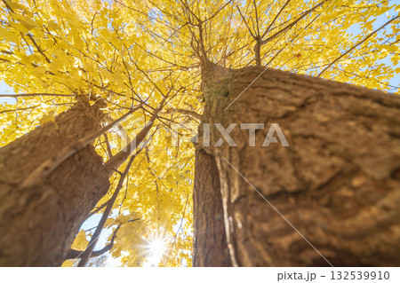 「埼玉県」秋ヶ瀬公園の銀杏の風景 132539910