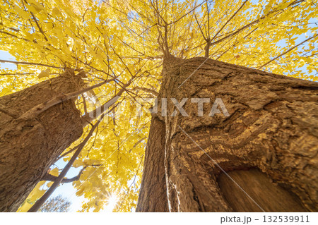 「埼玉県」秋ヶ瀬公園の銀杏の風景 132539911