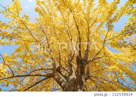 「埼玉県」秋ヶ瀬公園の銀杏の風景 「埼玉県」秋ヶ瀬公園の銀杏の風景 132539914