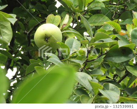 収穫近く黄色く色付いたカリンの実 132539991