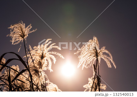 秋の夕暮れとススキ 秋の夕暮れとススキ 132540013