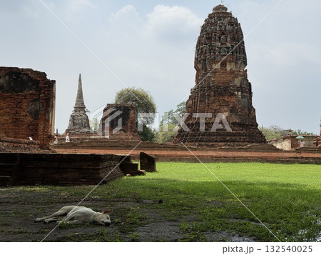 仏塔と遺跡と眠る野良犬 132540025
