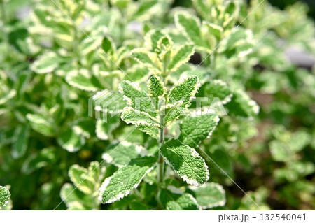 パイナップルミント 132540041